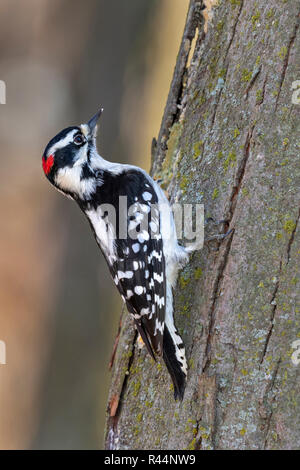 Pic mineur (Dryobates pubescens) mâle se nourrissant d'un tronc d'arbre, Iowa, États-Unis Banque D'Images