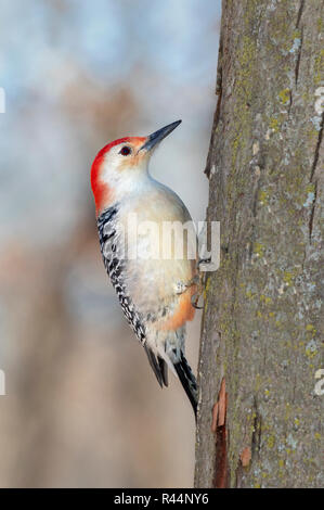 Pic à ventre roux (Melanerpes carolinus) mâle se nourrissant d'un tronc d'arbre, Iowa, États-Unis Banque D'Images