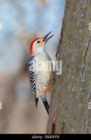 Pic à ventre roux (Melanerpes carolinus) mâle se nourrissant d'un tronc d'arbre, Iowa, États-Unis Banque D'Images