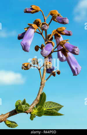 Arbre à croissance rapide de fleurs de Paulownia sur ciel bleu avec des nuages. Paulownia tomentosa arbre à fleurs ornementales, des branches avec des feuilles vertes, les graines et vio Banque D'Images