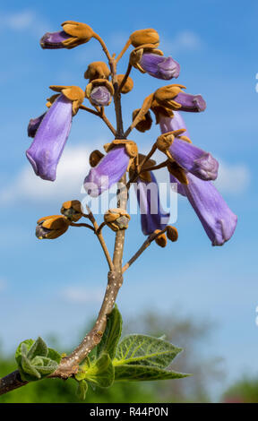 Arbre à croissance rapide de fleurs de Paulownia sur ciel bleu avec des nuages. Paulownia tomentosa arbre à fleurs ornementales, des branches avec des feuilles vertes, les graines et vio Banque D'Images