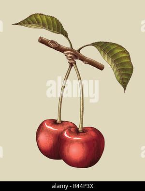 Cherry dessin gravure illustration vintage Illustration de Vecteur