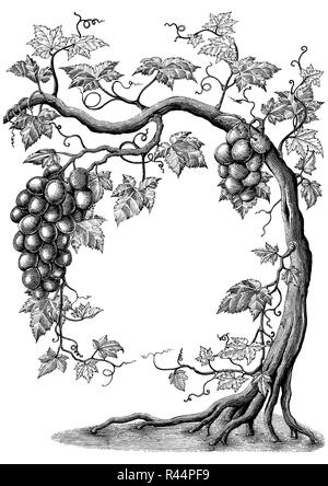 Arbre généalogique de raisin dessin à la main vintage gravure illustration sur fond blanc Illustration de Vecteur