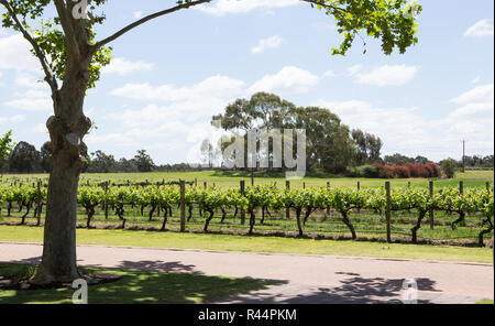 Un vignoble de la vallée de Swan à côté de la rivière Swan, Perth, Australie occidentale Banque D'Images