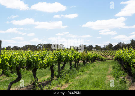 Un vignoble de la vallée de Swan à côté de la rivière Swan, Perth, Australie occidentale Banque D'Images