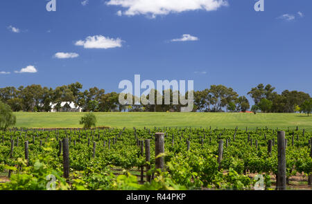 Un vignoble de la vallée de Swan à côté de la rivière Swan, Perth, Australie occidentale Banque D'Images