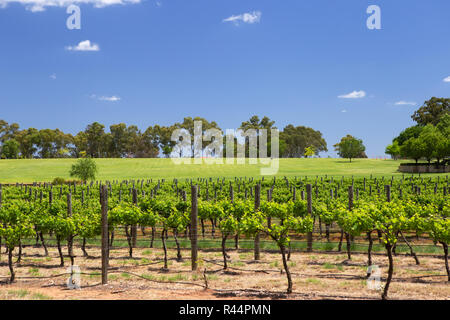 Un vignoble de la vallée de Swan à côté de la rivière Swan, Perth, Australie occidentale Banque D'Images