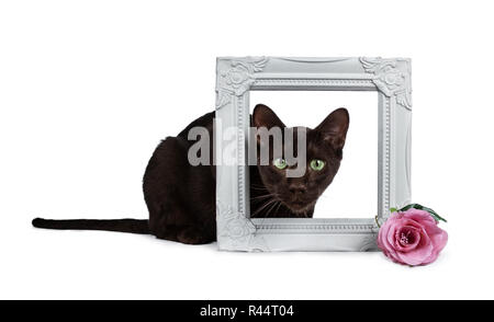 Beau jeune brun havane adultes chat couché avec la tête grâce à un cadre photo blanc décoré de rose rose, avec l'hypnose Banque D'Images