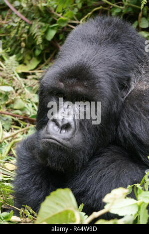 Close up d'un gorille de montagne au dos argenté avec un visage renfrogné, le Rwanda. Banque D'Images