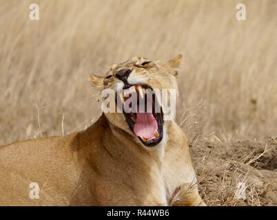 Lionne baillant, Serengeti, Afrique Banque D'Images