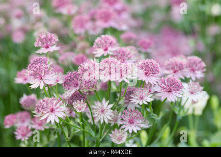 Astrantia major. Masterwort fleurs. Banque D'Images