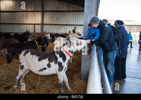 Liscarroll, Cork, Irlande. 25-11-2018. à l'artisanat de Noël annuelle et salon de l'alimentation tenue à l'Donkey Sanctuary, Liscarroll, Espagne Crédit : David Creedon/Alamy Live News Banque D'Images