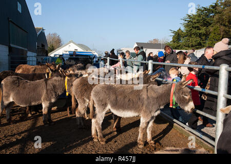 Liscarroll, Cork, Irlande. 25-11-2018. Une section de la grande foule à l'assemblée annuelle et d'artisanat de Noël Salon de l'alimentation tenue à l'Donkey Sanctuary, Liscarroll, Espagne Crédit : David Creedon/Alamy Live News Banque D'Images