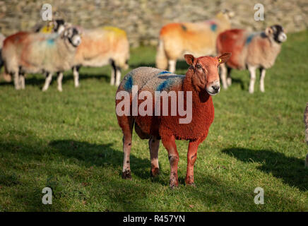 North Yorkshire, UK, 25 novembre 2018.Une Bluefaced Leicester ram couverts dans l'ocre du marqueur prouve qu'il fait son travail en servant le Swaledele brebis de son troupeau près de régler, Yorkshire du Nord. Crédit : John Eveson/Alamy Live News Banque D'Images