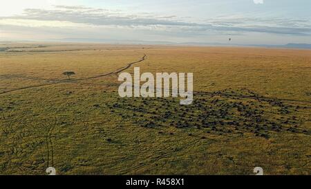 25 novembre 2018 - Chine - Réserve nationale de Masai Mara au Kenya. (Crédit Image : © SIPA l'Asie via Zuma sur le fil) Banque D'Images