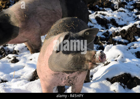 Les porcs en liberté à l'extérieur dans la neige de l'hiver Banque D'Images