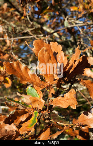 Feuilles de l'arbre de l'anglais ou le chêne pédonculé (Quercus robur) en automne couleur bronze. Banque D'Images