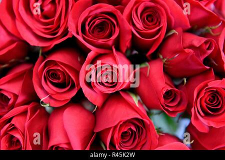 Collection roses rouges fraîches, marché aux fleurs à Bogota, Colombie Banque D'Images