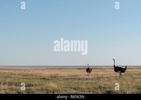Une paire de deux, autruche mâle et femelle, sur les prairies du plat d'Etosha, Namibie, Afrique Banque D'Images