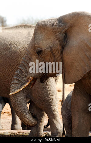 L'éléphant à un étang Banque D'Images