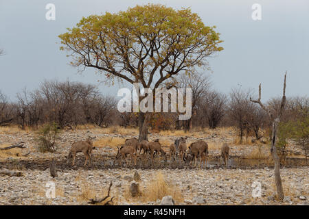 Troupeau de Kudu sur façon d'eau Banque D'Images