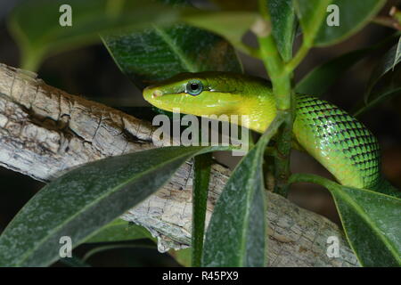 Serpent vert spitzkopf Banque D'Images