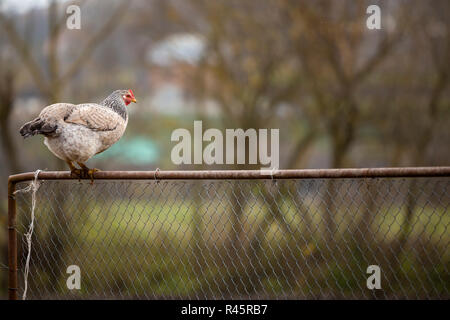 Big White et Black belle poule sur grillage sur journée ensoleillée sur red blurred paysage rural copie espace arrière-plan. Élevage de volaille, poulet Banque D'Images