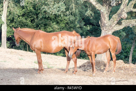 Les parents fils chevaux Banque D'Images