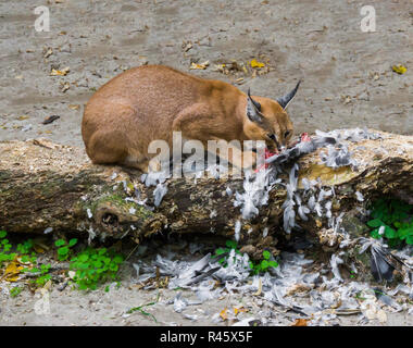 Un caracal desert lynx mange ses proies d'oiseaux capturés sur un tronc d'arbre avec des plumes partout sur la place, un portrait de la faune d'un gros chat sauvage Banque D'Images