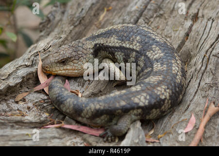 Blue-tongued Tasmanie repos lizard close up Banque D'Images