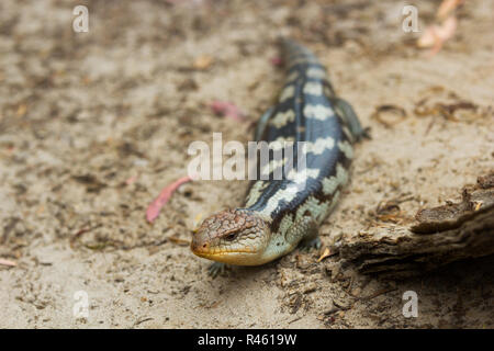 Close up Tasmanian blue-tongued lizard Banque D'Images