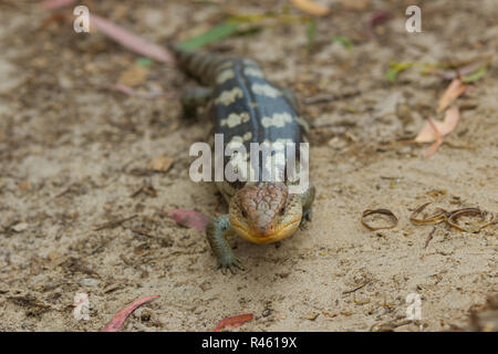 Close up Tasmanian blue-tongued lizard close up Banque D'Images