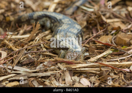 Close up Tasmanian blue-tongued lizard close up Banque D'Images