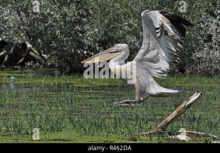 Grand pélican blanc (Pelecanus onocrotalus) décoller de Lake Kerkini, Grèce Banque D'Images