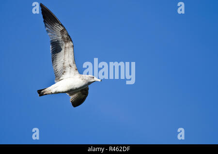 Ring-Billed Gull Flying in a Blue Sky Banque D'Images