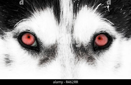 Gros plan sur les yeux rouges de chien husky Banque D'Images