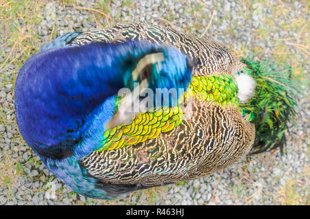 Gros plan du peacock, paons mâles, l'angle d'en haut Banque D'Images