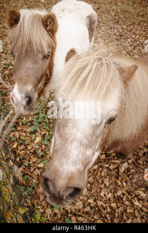 Deux poneys, close-up, poney shetland têtes avec tidy blanc long cammed mane, cheveux, ensemble à l'angle, d'en haut, debout sur un tombé l jaune Banque D'Images