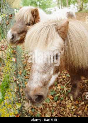 Deux poneys, close-up, poney shetland têtes avec tidy blanc long cammed mane, cheveux, ensemble à l'angle, d'en haut, debout sur un tombé l jaune Banque D'Images