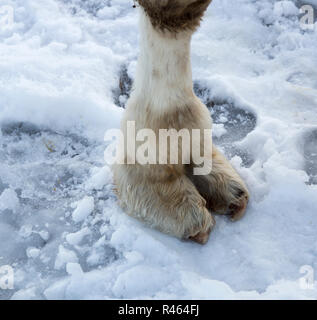 Les chameaux pied sur la neige Banque D'Images