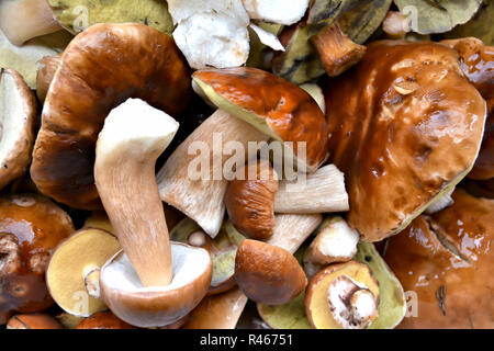 Différents champignons comestibles Banque D'Images