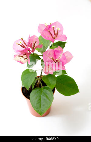 Caméléon de bougainvilliers roses dans un pot à fleurs sur fond blanc Banque D'Images