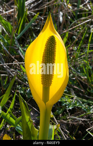 Skunk chou-jaune (Lysichiton americanus) croissant dans un marais de l'aulne en Ecosse Banque D'Images