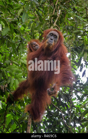 Orang-outan de Sumatra - Pongo abelii, primate hominidé de forêts de Sumatra, en Indonésie. Banque D'Images