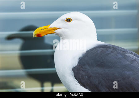 Très jolie portrait de profil d'une mouette avec réflexion, la côte du Pacifique, aux États-Unis. Banque D'Images