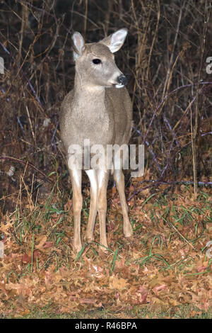 Le jeune cerf de Virginie (Odocoileus virginianus) à se nourrir dans une forêt à l'automne pluvieux jour Banque D'Images