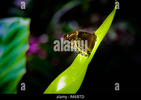 L'Ombre jaune et noir Butterfly sitting on branch Banque D'Images