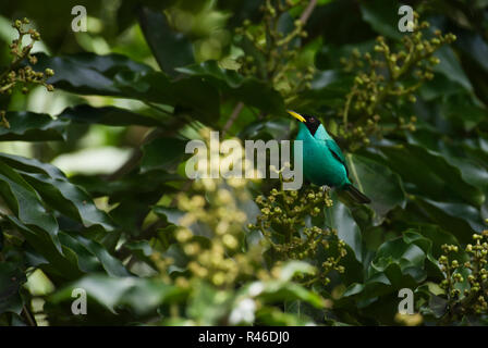 Green honeycreeper Chlorophanes spiza image prise dans la forêt tropicale de Panama Banque D'Images