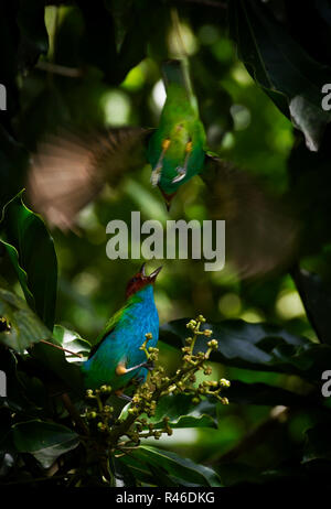 Tangara à tête Bay bird attaqué par d'autres oiseaux d'en haut Banque D'Images