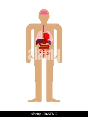 Organe interne pixel art set. Bit 8 anatomie de l'organisme humain. Du cœur et du cerveau. Le foie et l'estomac. L'œsophage et du pancréas. Les reins et la rate. Les poumons. Système. Illustration de Vecteur